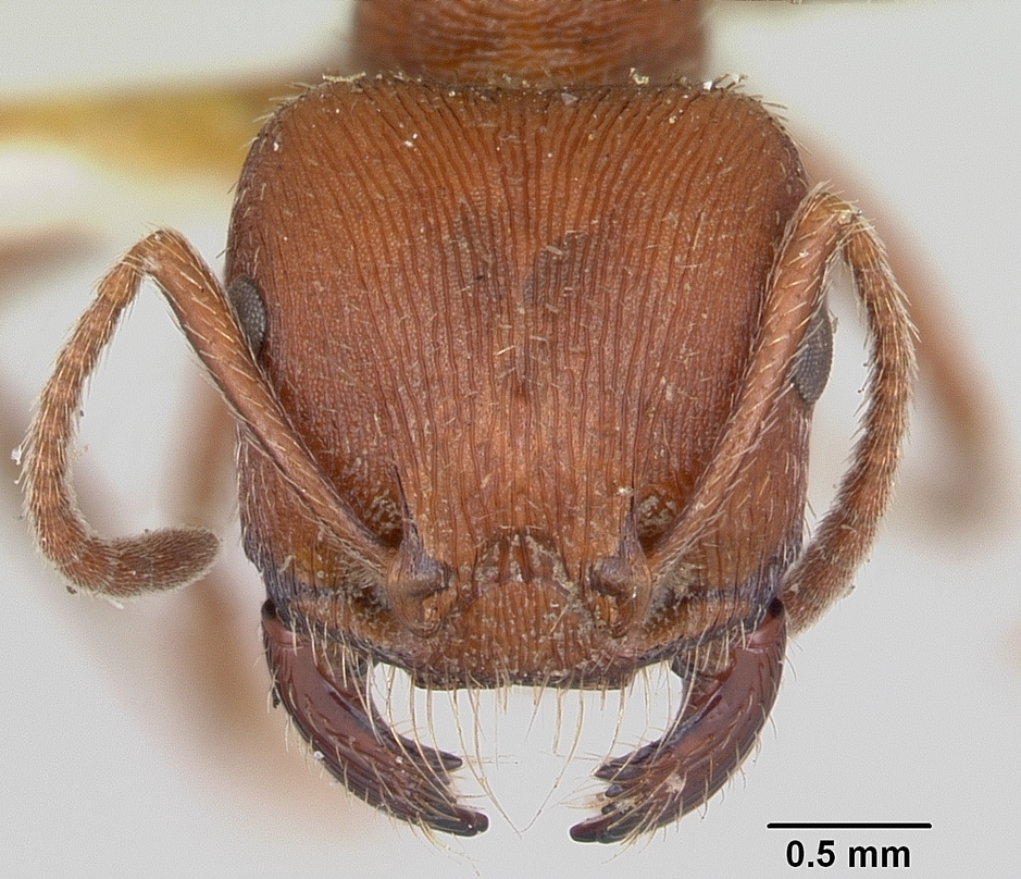 Pogonomyrmex subdentatus