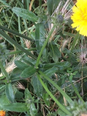 Picris hieracioides