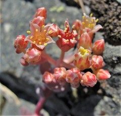 Sedum flavidum