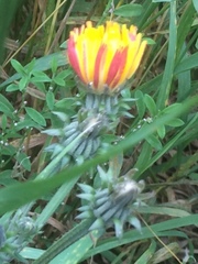 Picris hieracioides