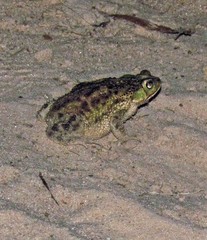 Rhinella dorbignyi