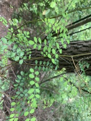 Sophora microphylla microphylla