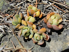 Sedum flavidum