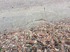 Deschampsia elongata