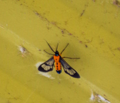 Sarosa notata