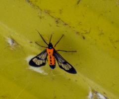 Sarosa notata
