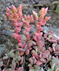 Sedum flavidum