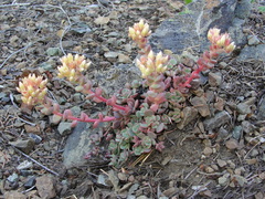 Sedum flavidum