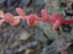 Sedum flavidum