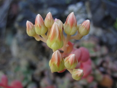 Sedum flavidum