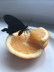 Pachliopta kotzebuea