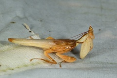 Hymenopus coronatus