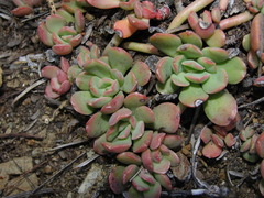 Sedum flavidum