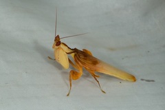 Hymenopus coronatus
