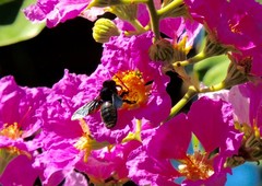 Xylocopa fenestrata