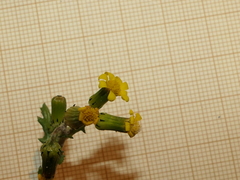 Senecio lividus