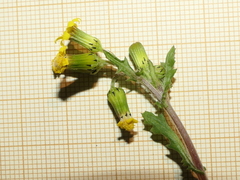 Senecio lividus