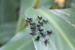 Chromacris psittacus