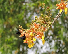 Xylocopa fenestrata