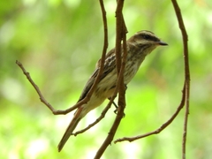 Empidonomus varius