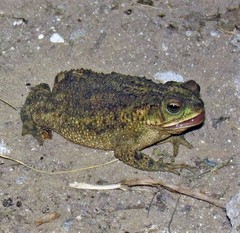 D'orbigny's Toad photo 4