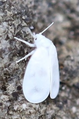 Aleurodicinae