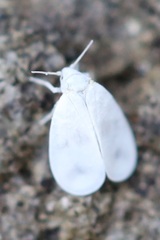 Aleurodicinae