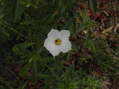 Magnoliopsida