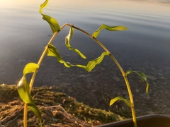 Potamogeton richardsonii