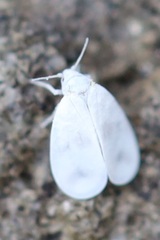 Aleurodicinae