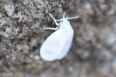 Aleurodicinae