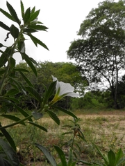 Magnoliopsida