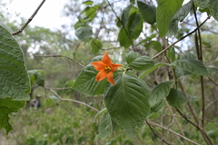 Sphinctanthus aurantiacus