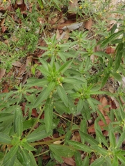 Magnoliopsida