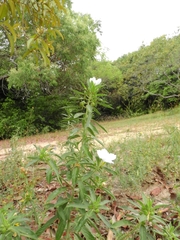 Magnoliopsida