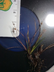 Isolepis carinata