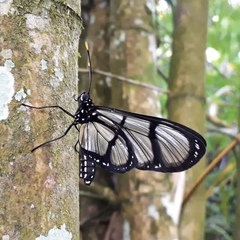 Methona confusa psamathe