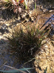 Isolepis carinata