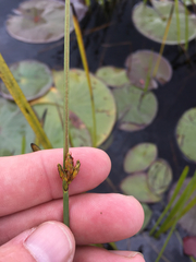 Schoenoplectus torreyi