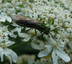 Tenthredo olivacea