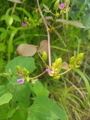 Desmodium infractum