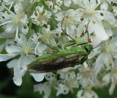 Tenthredo olivacea
