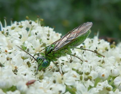 Tenthredo olivacea
