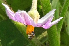 Pseudapis oxybeloides