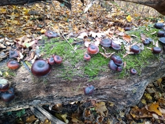 Fungi