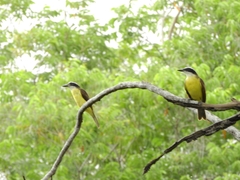 Pitangus sulphuratus