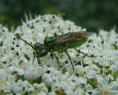 Tenthredo olivacea