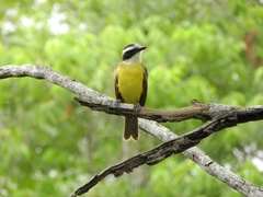 Pitangus sulphuratus