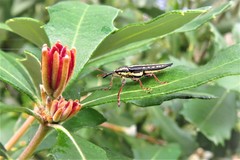 Rhinotia lineata