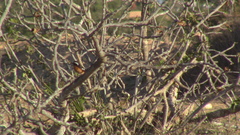 Phoenicurus moussieri